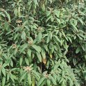 Viburnum rhytidophyllum